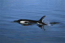 Orca (Orcinus orca) female and spouting calf, Prince William Sound, Alaska