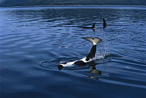 Orca (Orcinus orca) tail slapping, Prince William Sound, Alaska