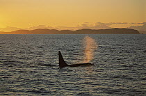 Orca (Orcinus orca) male surfacing at sunset, Prince William Sound, Alaska