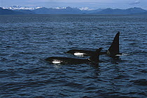 Orca (Orcinus orca) male and female surfacing, Prince William Sound, Alaska
