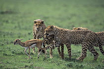 Cheetah (Acinonyx jubatus) mother and her three eight months old cubs huddle around a Thomson's Gazelle (Eudorcas thomsonii) fawn as they learn how to catch prey, Ngorongoro Conservation Area, Tanzani...
