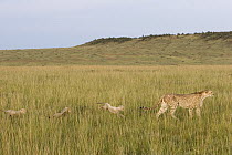 Cheetah (Acinonyx jubatus) mother and eight week old cubs in long grass, Maasai Mara, Kenya