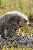 Cheetah (Acinonyx jubatus) cub, eight weeks old, playing on mother's head, Maasai Mara, Kenya