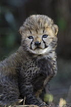 Cheetah (Acinonyx jubatus), fourteen day old cub, Maasai Mara, Kenya