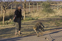 Cheetah (Acinonyx jubatus) named Kaini, a ten month old female rescued from a trap on a livestock farm, getting exercise from Dr. Laurie Marker, Cheetah Conservation Fund, Namibia