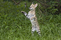 Serval (Leptailurus serval) kitten, thirteen week old orphan playing with mouse, Masai Mara, Kenya