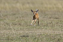 Impala (Aepyceros melampus) newborn fawn, only several hours old, running, Masai Mara, Kenya