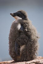 Adelie Penguin (Pygoscelis adeliae) chick molting, Shingle Cove, South Orkney Islands, Antarctica