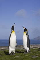 King Penguin (Aptenodytes patagonicus) pair courting, St Andrews Bay, South Georgia Island