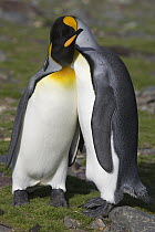 King Penguin (Aptenodytes patagonicus) pair courting, St Andrews Bay, South Georgia Island