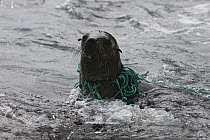 South American Fur Seal (Arctocephalus australis) sub-adult with fishing net around its neck, Hercules Bay, South Georgia Island