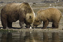 Grizzly Bear (Ursus arctos horribilis) mother and one and a half year old cub digging for clams, Katmai National Park, Alaska