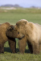 Grizzly Bear (Ursus arctos horribilis) pair courting, Katmai National Park, Alaska