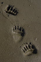 Grizzly Bear (Ursus arctos horribilis) tracks in mud, Katmai National Park, Alaska
