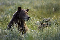 Grizzly Bear (Ursus arctos horribilis) female feeding on grasses with cubs nearby, Katmai National Park, Alaska