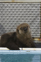 Sea Otter (Enhydra lutris) pup in rehabilitation center, California