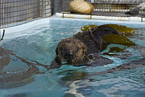Sea Otter (Enhydra lutris) pup in rehabilitation center swimming with kelp, California