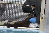 Sea Otter (Enhydra lutris) pup in rehabilitation center getting dried off, California