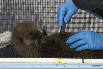 Sea Otter (Enhydra lutris) pup in rehabilitation center getting groomed, California