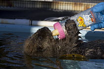 Sea Otter (Enhydra lutris) pup in rehabilitation center drinking milk, California