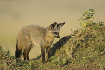 Bat-eared Fox (Otocyon megalotis) near hillside, Masai Mara, Kenya