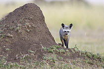 Bat-eared Fox (Otocyon megalotis) beside old termite mound, Masai Mara, Kenya