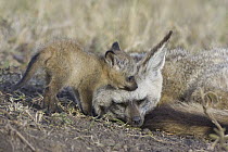 Bat-eared Fox (Otocyon megalotis) parent with four week old pup, Masai Mara National Reserve, Kenya