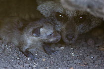 Bat-eared Fox (Otocyon megalotis) mother and four day old pup in den, Masai Mara National Reserve, Kenya