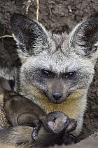 Bat-eared Fox (Otocyon megalotis) parent with five day old pups at den entrance, Masai Mara National Reserve, Kenya