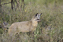 Bat-eared Fox (Otocyon megalotis), Ngorongoro Conservation Area, Tanzania