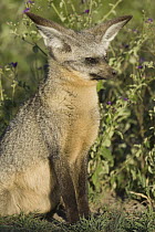 Bat-eared Fox (Otocyon megalotis), Ngorongoro Conservation Area, Tanzania, sequence 2 of 3