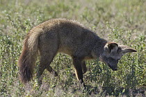 Bat-eared Fox (Otocyon megalotis) foraging for insects, Ngorongoro Conservation Area, Tanzania