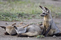 Bat-eared Fox (Otocyon megalotis) sleeping together in pile, Ngorongoro Conservation Area, Tanzania