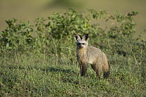 Bat-eared Fox (Otocyon megalotis), Masai Mara National Reserve, Kenya