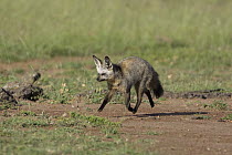 Bat-eared Fox (Otocyon megalotis) running, Masai Mara National Reserve, Kenya