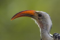 Red-billed Hornbill (Tockus erythrorhynchus), Sarara Camp, Namunyak Wildlife Conservancy, Kenya