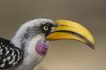 Eastern Yellow-billed Hornbill (Tockus flavirostris), Sarara Camp, Namunyak Wildlife Conservancy, Kenya