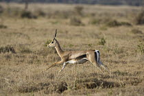 Grant's Gazelle (Nanger granti) running, Lewa Wildlife Conservancy, Kenya