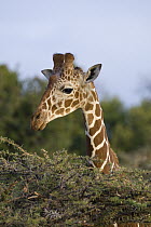 Reticulated Giraffe (Giraffa reticulata) portrait, Lewa Wildlife Conservancy, Kenya