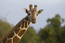 Reticulated Giraffe (Giraffa reticulata) portrait, Lewa Wildlife Conservancy, Kenya