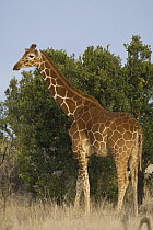 Reticulated Giraffe (Giraffa reticulata), Lewa Wildlife Conservancy, Kenya