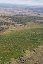 Lewa Swamp amid dry landscape, Lewa Wildlife Conservancy, Kenya