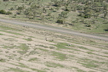 Burchell's Zebra (Equus burchellii) group on deforested woodland area, next to untouched lands, Kenya