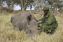 Black Rhinoceros (Diceros bicornis) young hand raised by humans, now being introduced to wild, Lewa Wildlife Conservancy, Kenya