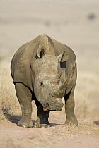 White Rhinoceros (Ceratotherium simum), Lewa Wildlife Conservancy, Kenya