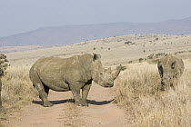 White Rhinoceros (Ceratotherium simum) pair along dirt road, Lewa Wildlife Conservancy, Kenya