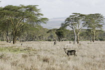 Defassa Waterbuck (Kobus ellipsiprymnus defassa) on savanna landscape, Lewa Wildlife Conservancy, Kenya