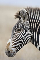 Grevy's Zebra (Equus grevyi) stallion, Lewa Wildlife Conservancy, Kenya