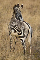 Grevy's Zebra (Equus grevyi), Lewa Wildlife Conservancy, Kenya
