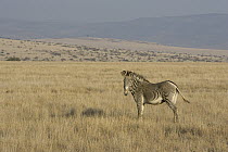 Grevy's Zebra (Equus grevyi) in savanna landscape, Lewa Wildlife Conservancy, Kenya